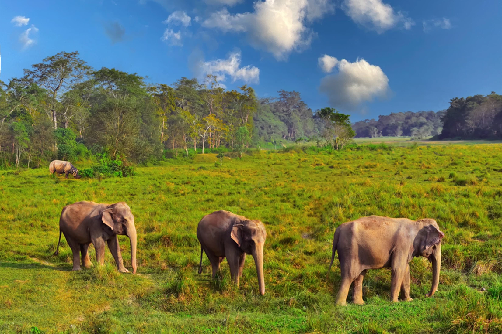 Chitwan Jungle Safari