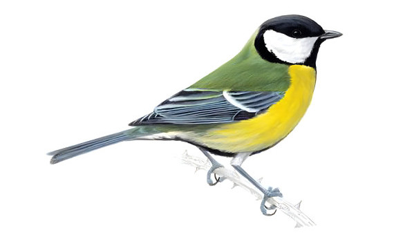 Bird Watching Tour in Nepal | Best Birding Tours & Destinations
