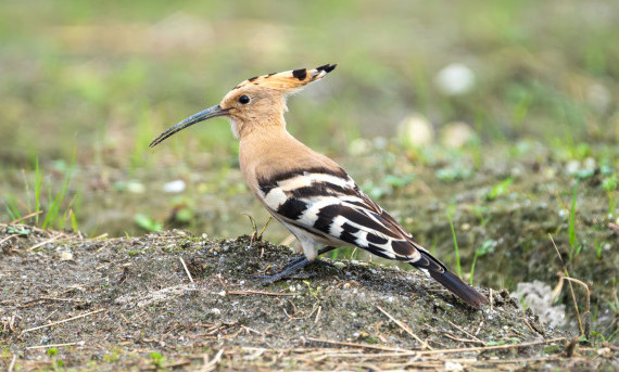 Raptors of Nepal: Diversity, Classification and Species List