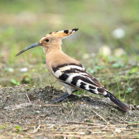 Raptors of Nepal: Diversity, Classification and Species List